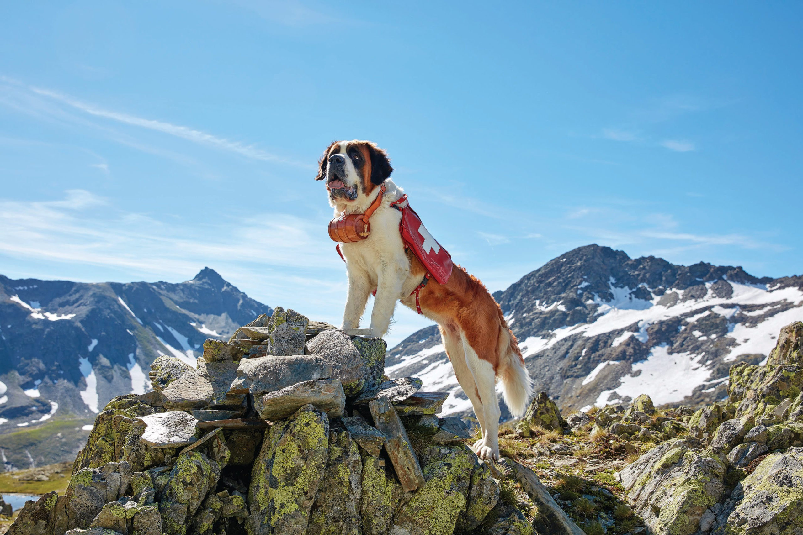 Swiss sales bernard dog