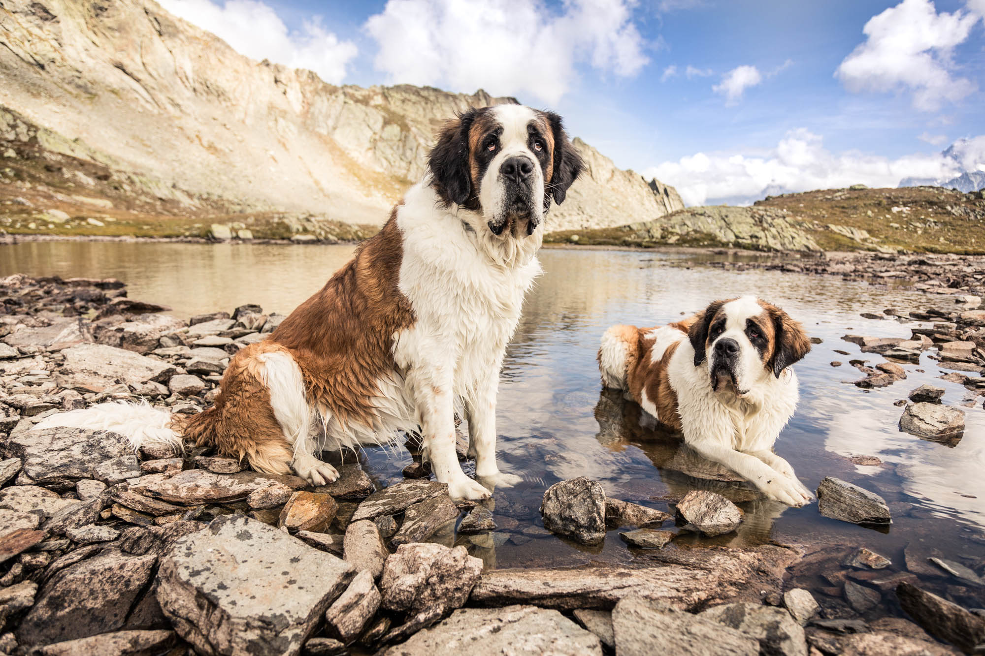 Barry st best sale bernard