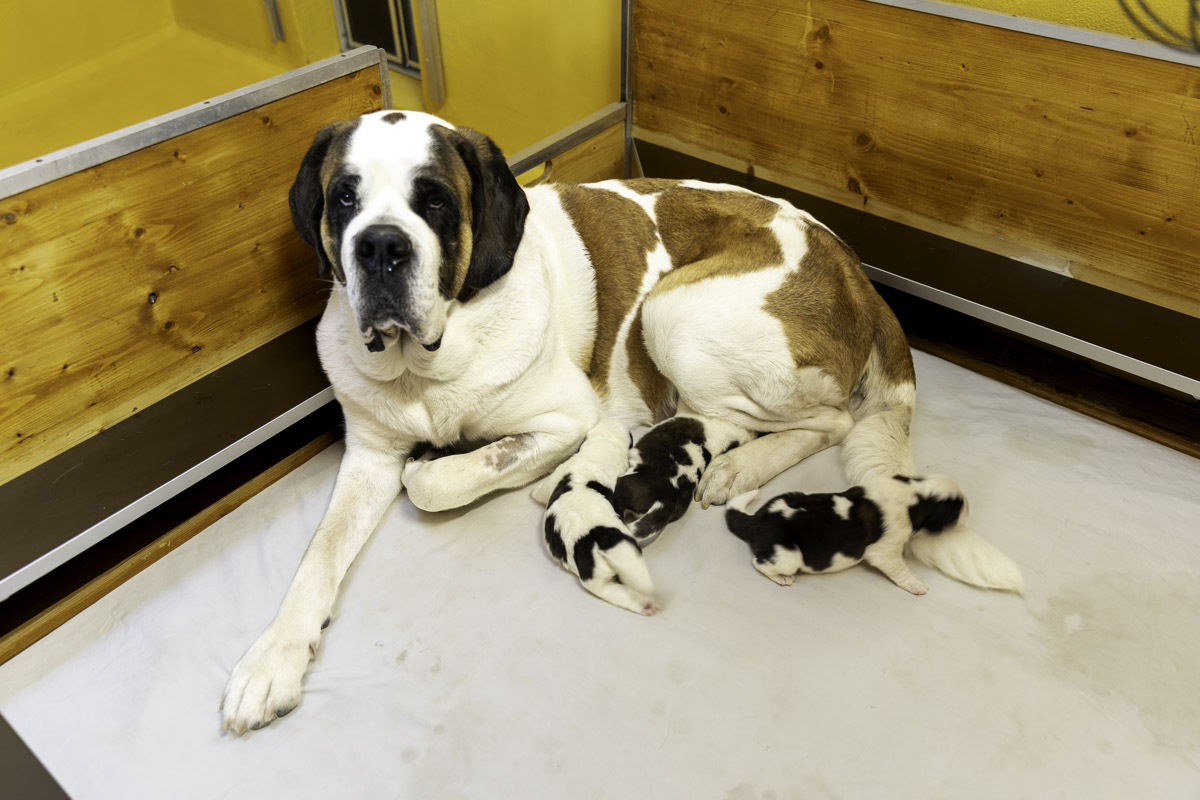 Chiots Finesse (web) Déborah Dini