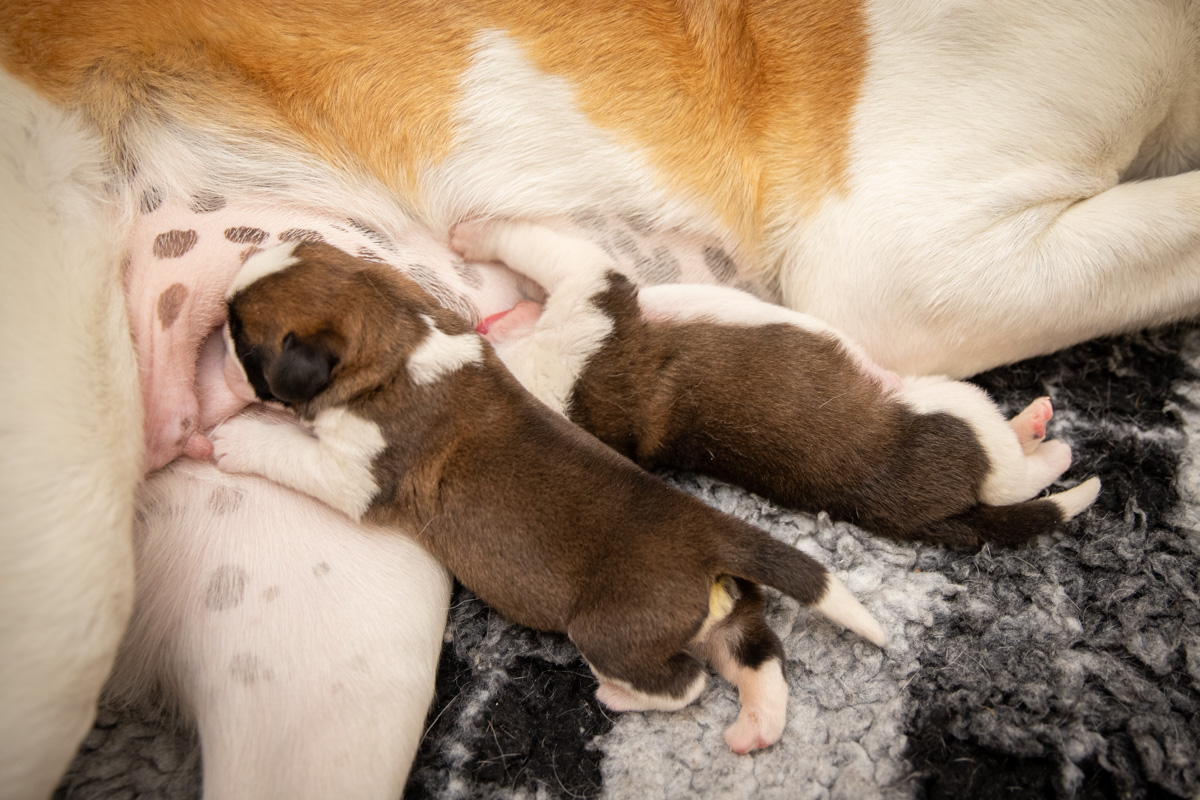 Chiots Lio 2025 (Déborah Dini) Web 04