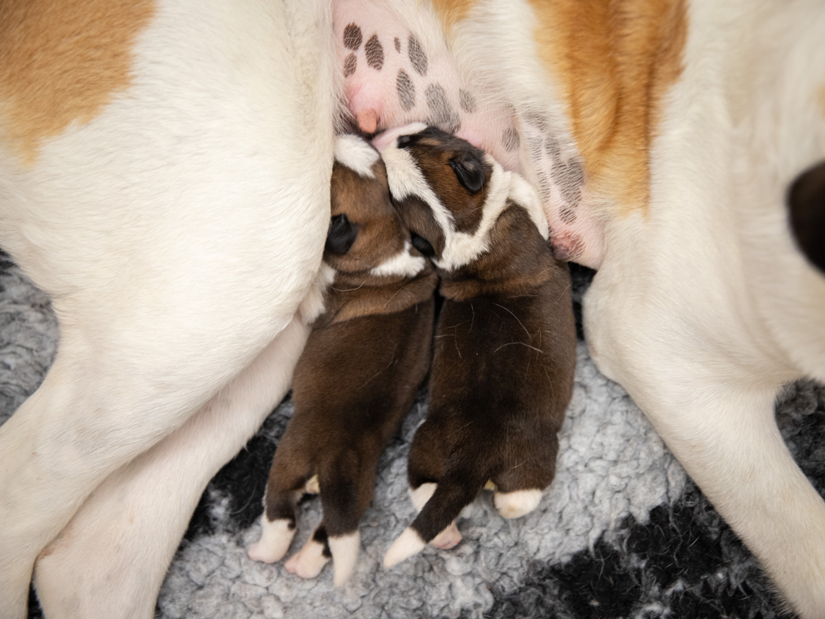 Chiots Lio 2025 (Déborah Dini) Web 07