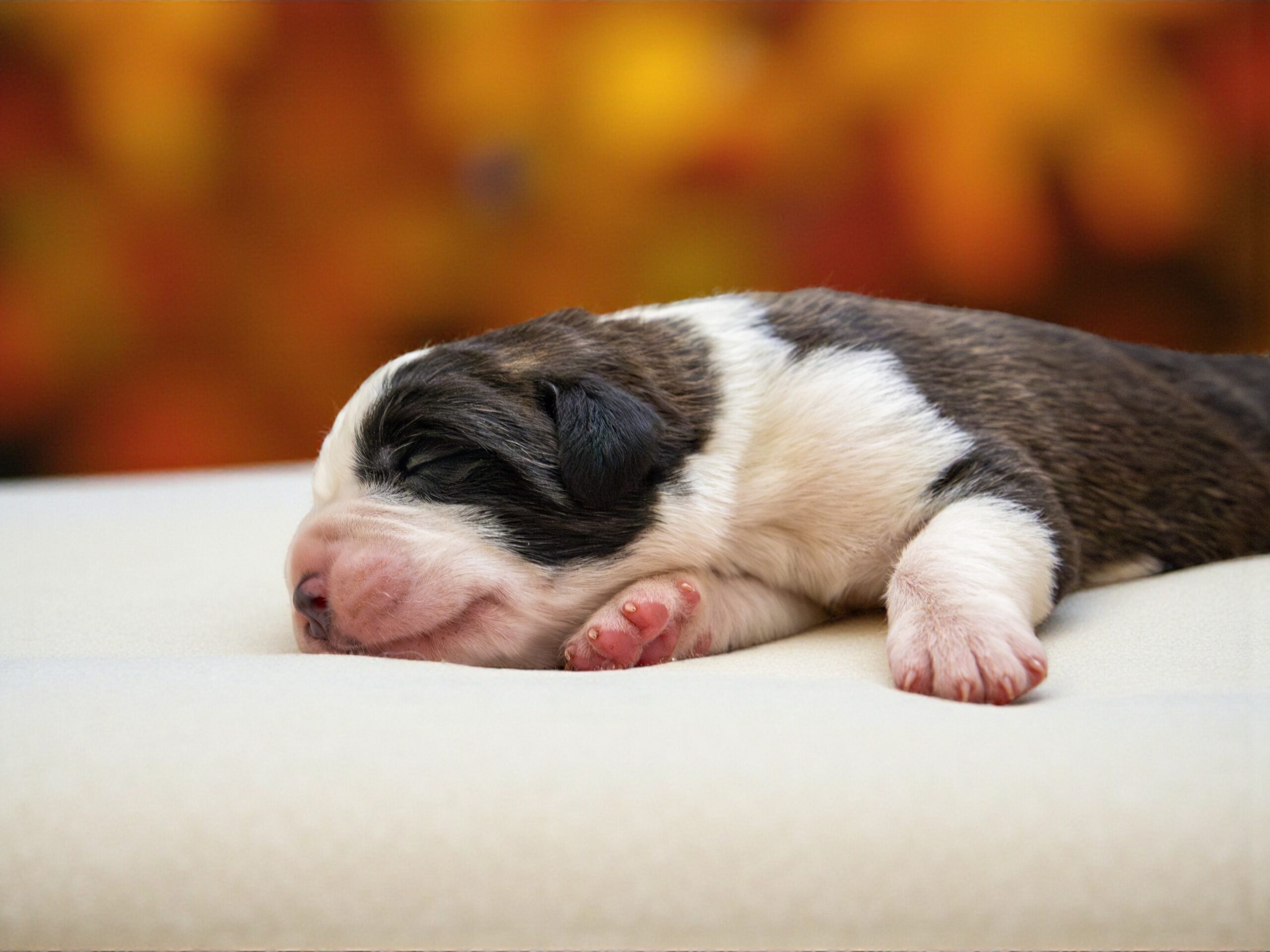 Chiots Plume 22.10.2025 (c) Déborah Dini 1 (2)