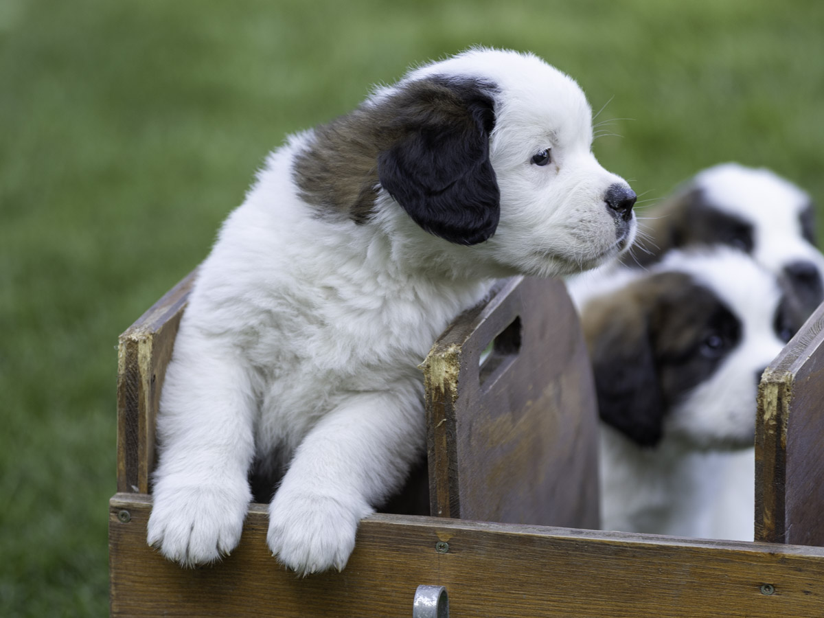 Chiots Lio Barryland 230926 Web 6