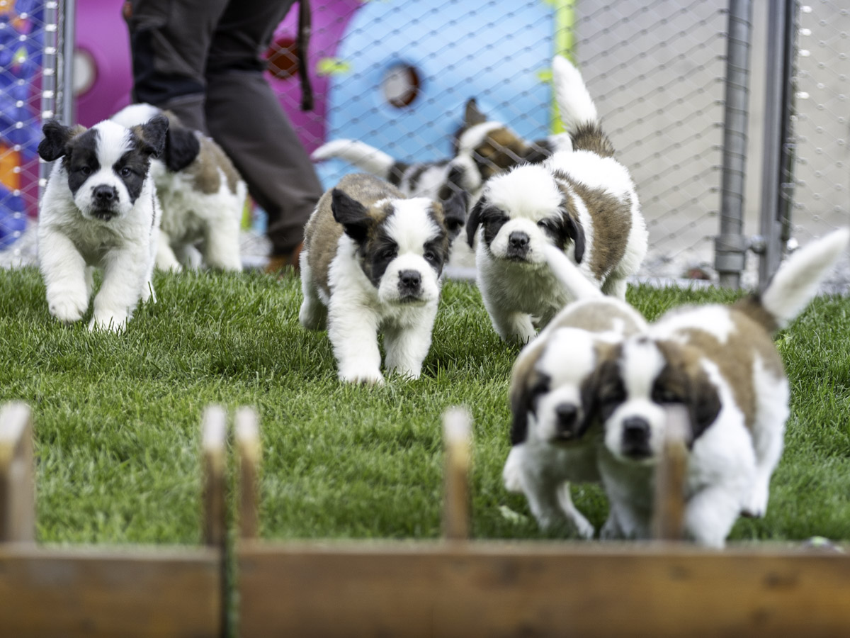 Chiots Lio Barryland 230926 Web