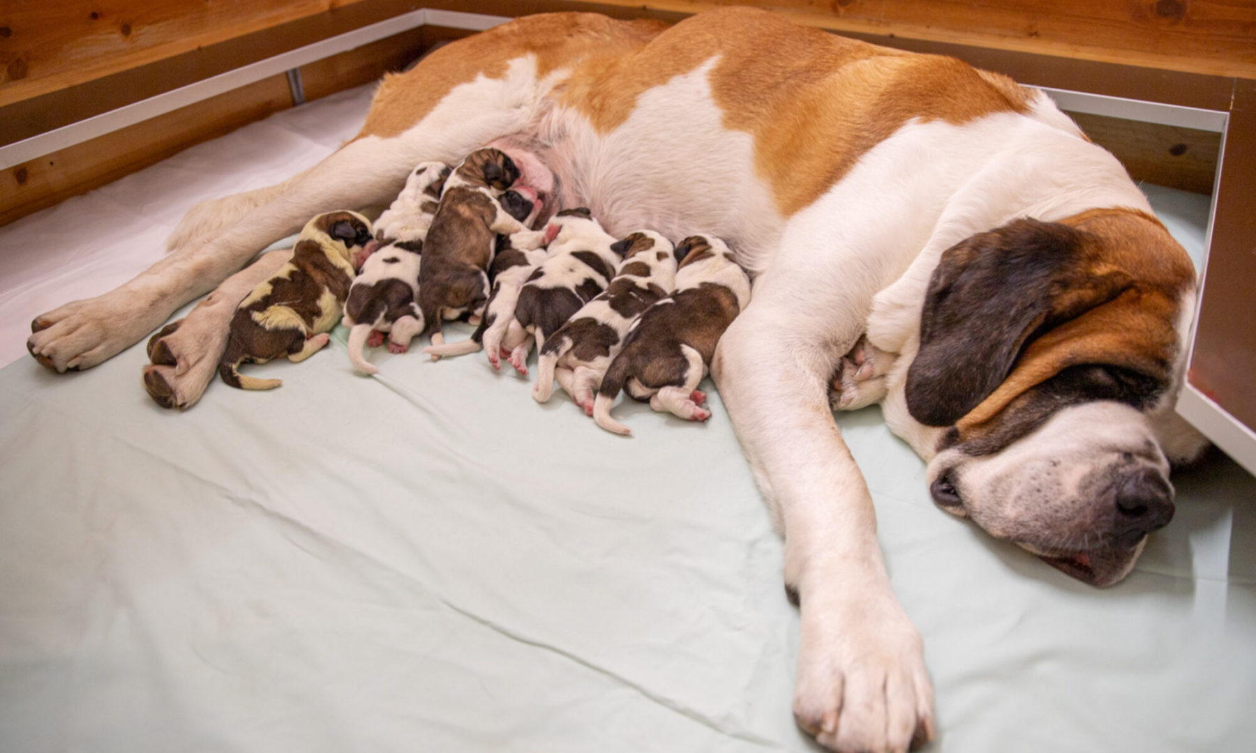7 puppies born on August 28 News The Barry Foundation Fondation Barry