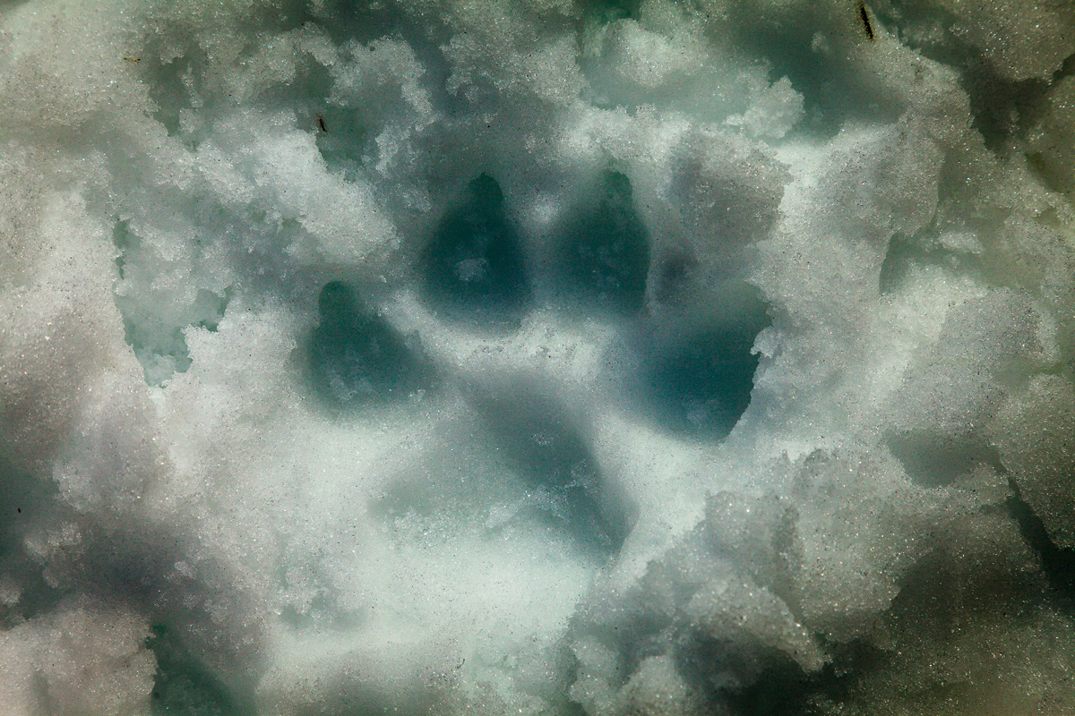 L’organismo dei San Bernardo è molto più resistente al freddo di quello umano. Questi cani hanno degli scambiatori di calore nei cuscinetti per regolare la temperatura corporea.
📷 Berger Tam