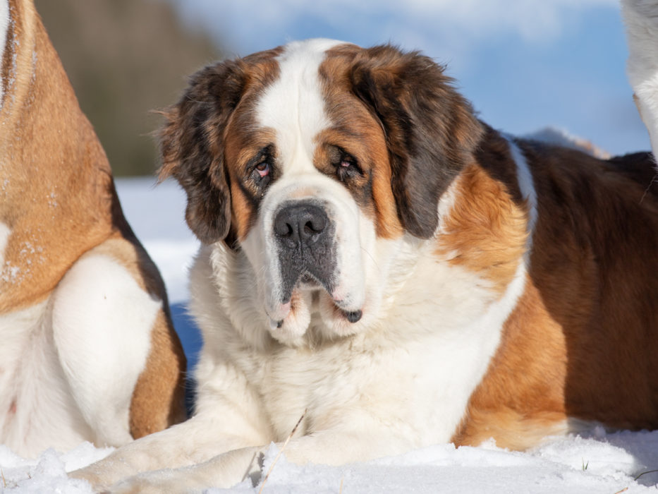 Edene Edène du Grand St. Bernard - Unsere Hunde - Fondation Barry