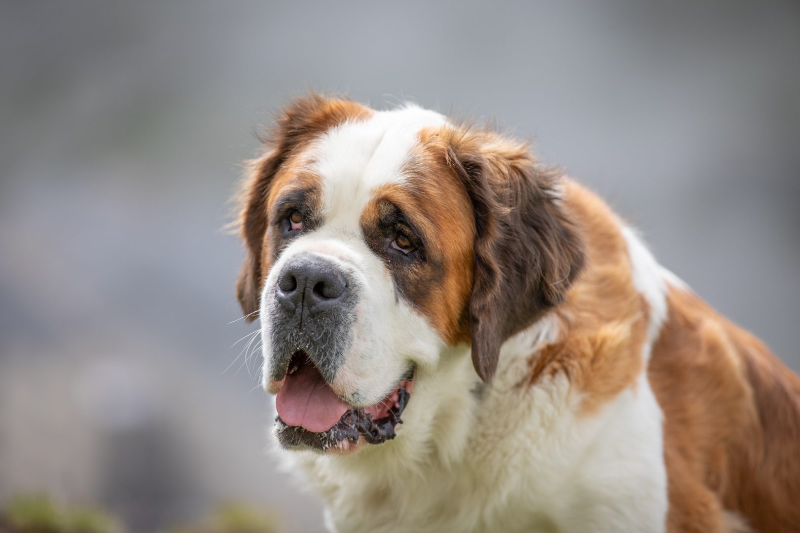 Edene Edène du Grand St. Bernard - Unsere Hunde - Fondation Barry