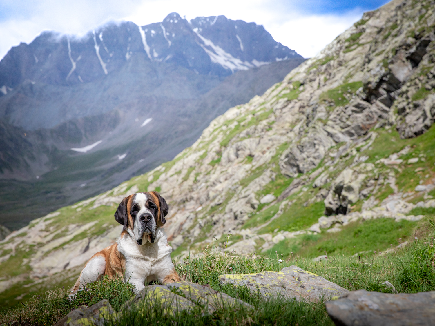 Noline Col