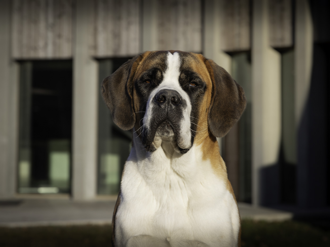 Xcell (Deborah Dini) Web