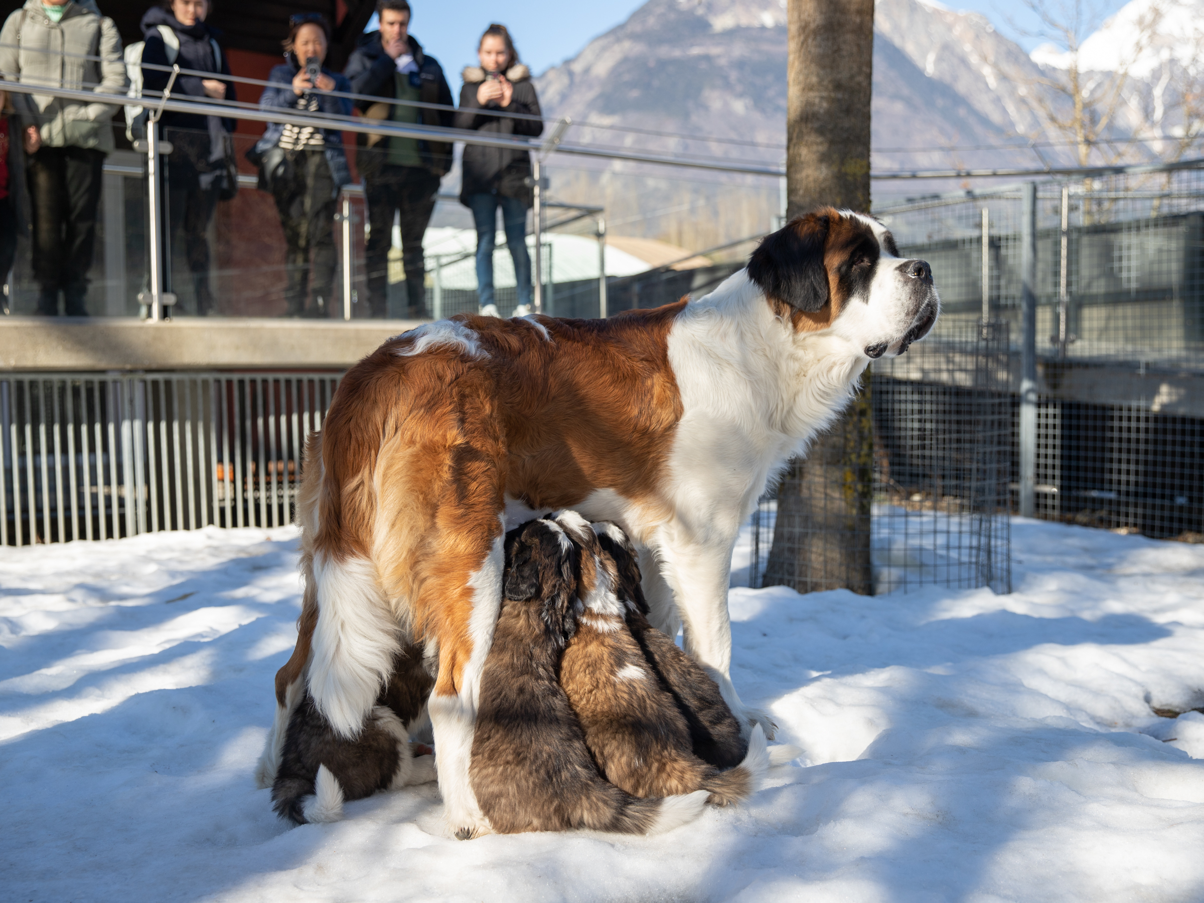 ann-abby-vom-baronenschloss-chiots_abby_14fev23-5