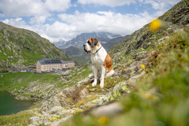 Soggiorno sul passo del Gran San Bernardo