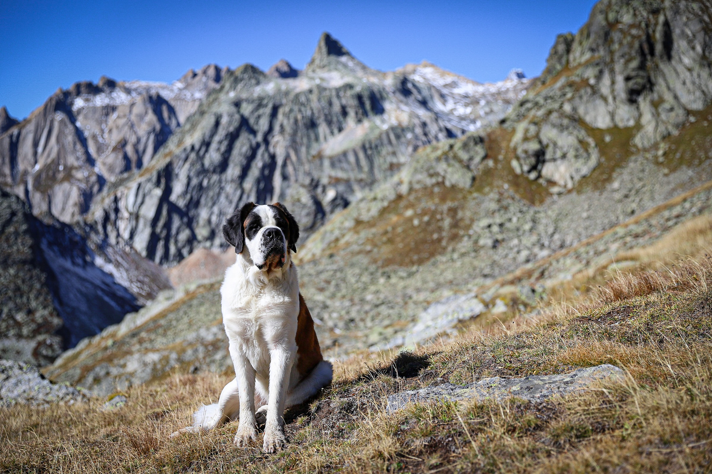 Haika Du Grand St. Bernard Haika 09.22