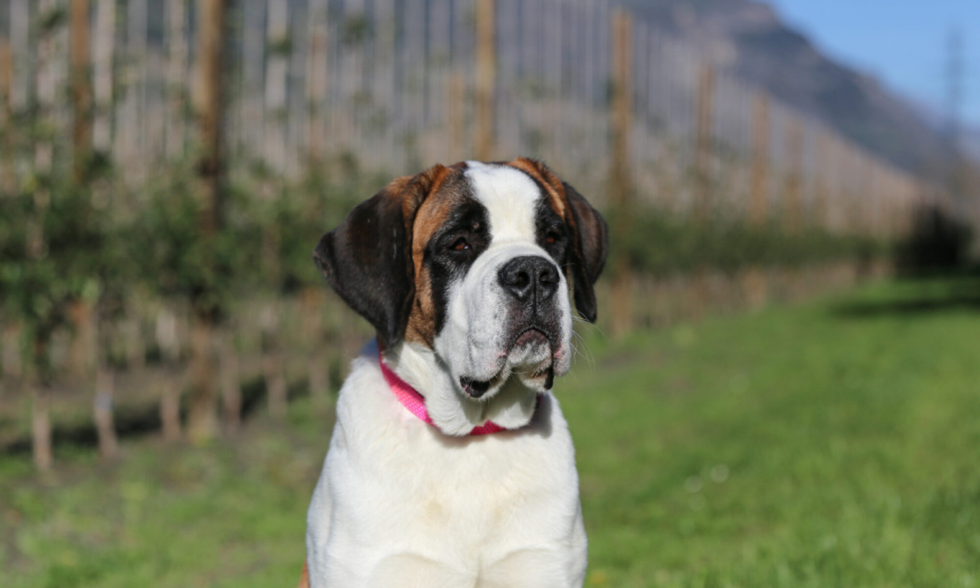 Lio Du Grand St. Bernard Accroche