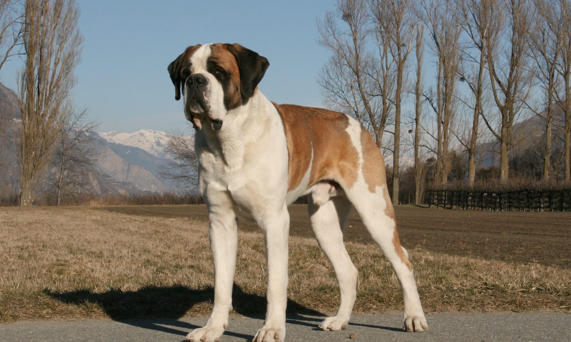 Zeus Du Grand St. Bernard